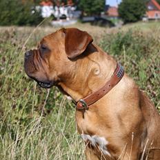 Dogue de bordeaux Glowing Black Sky de La Tour Gelée *Sol*