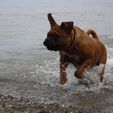 Dogue de bordeaux Glowing Black Sky de La Tour Gelée *Sol*