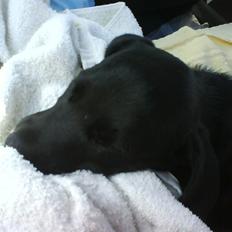 Blanding af racer Bella