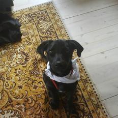 Blanding af racer Bella