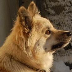 Islandsk fårehund Núna ( Nuggi )