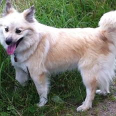 Islandsk fårehund Núna ( Nuggi )