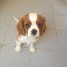 Cavalier king charles spaniel Casper