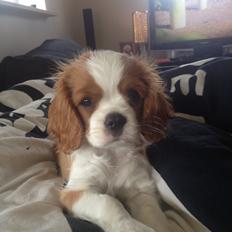 Cavalier king charles spaniel Casper