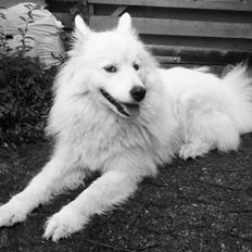 Samojedhund Molly