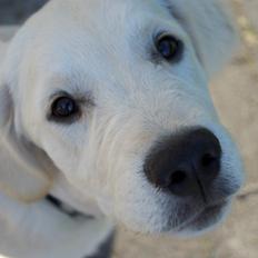 Golden retriever Bertram