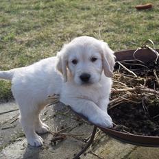 Golden retriever Bertram