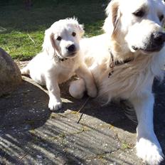 Golden retriever Bertram