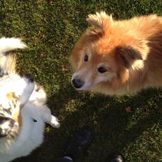 Islandsk fårehund Flóki