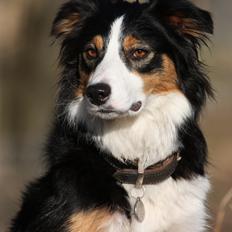 Border collie Fay *13.12.2008 - 4.12.2018*