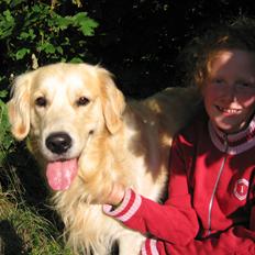 Golden retriever Valle