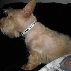 Skotsk terrier Ledagergård´s Gwen (Nancy)