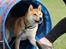 Shiba Heok's Ryuu kaldes Taiko - 02/09-2012 på agilitybanen :) 
Taget af Freja Blume :)