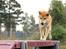 Shiba Heok's Ryuu kaldes Taiko - 02/09-2012 på agilitybanen :) 
Taget af Freja Blume :)