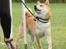 Shiba Heok's Ryuu kaldes Taiko - 02/09-2012 på agilitybanen :) 
Taget af Freja Blume :)