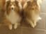 Shetland sheepdog Watson *Firehøje's Fancy Twix* - Det bedste jeg ved er at besøge mormor og morfar, og Aiko (til venstre), som faktisk er min onkel.