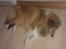 Shetland sheepdog Watson *Firehøje's Fancy Twix* - Da jeg blev lidt ældre, blev kravene jo større, så der skulle mere træning til = mere søvn.
