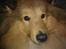 Shetland sheepdog Watson *Firehøje's Fancy Twix* - Min næse er altså ikke så stor, som den ser ud.