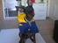 Dvaergpinscher Rødkildes Lucka