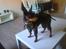 Dvaergpinscher Rødkildes Lucka