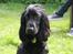 Cocker spaniel Louis