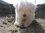 Coton de tulear Charlie - Charlie hygger sig i sandkassen ;-)