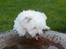 Coton de tulear Charlie - Man har vel lov til at være tørstig :O)