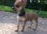 Blanding af racer Pluto