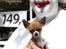 Chihuahua CH. Gorchi Dasher "Dexter" - 5 mdr.