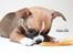 Chihuahua CH. Gorchi Dasher "Dexter" - 8 uger