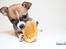 Chihuahua CH. Gorchi Dasher "Dexter" - 8 uger