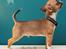 Chihuahua CH. Gorchi Dasher "Dexter" - 11 uger gammel