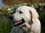 Golden retriever Balto