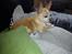 Chihuahua Jorjetta Romerio