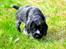 Ruhåret hønsehund Lille Skovbo´s Frandsen (Felix)
