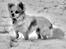 Chihuahua Luffe
