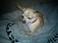 Chihuahua Jorjetta Romerio