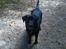 Labrador retriever Tess