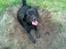 Labrador retriever Tess
