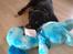 Labrador retriever Tess