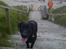 Labrador retriever Tess