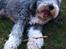 Bearded collie Savoy[Shetlanas Inside Player] - En hyggelig sommerdag i haven - med ynglings pinden selvfølgelig.