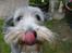 Bearded collie Savoy[Shetlanas Inside Player]