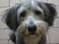 Bearded collie Savoy[Shetlanas Inside Player] - ~Velkommen til mit galleri~