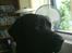 Labrador retriever Bamse. R.I.P. - Kan jeg mon snart komme ud i haven?
