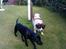 Labrador retriever Bamse. R.I.P. - Jeg gider ikke lige nu!