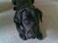 Labrador retriever Bamse. R.I.P. - Jeg vil gøre alt for dig... tror jeg nok.