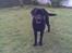 Labrador retriever Bamse. R.I.P. - Bare kom!