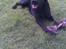 Labrador retriever Bamse. R.I.P. - Jeg hygger.