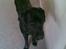 Labrador retriever Bamse. R.I.P. - Nu igen...